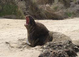 Image of New Zealand sea lion