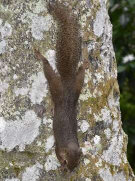 Image of Plantain Squirrel