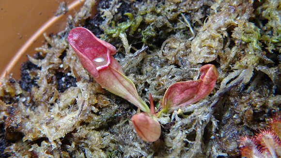 Image of purple pitcherplant