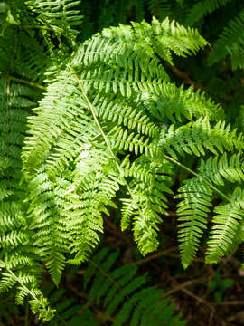 Image of Bracken