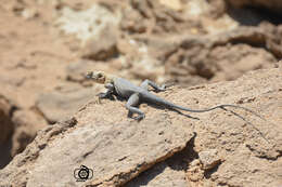 Image of Caucasian Agama