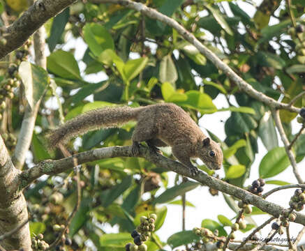 Image of Hoary-bellied Squirrel