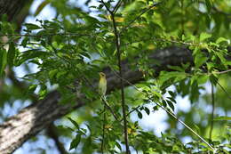 Image of Blackburnian Warbler