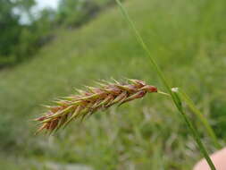 Image of birdcatching sedge