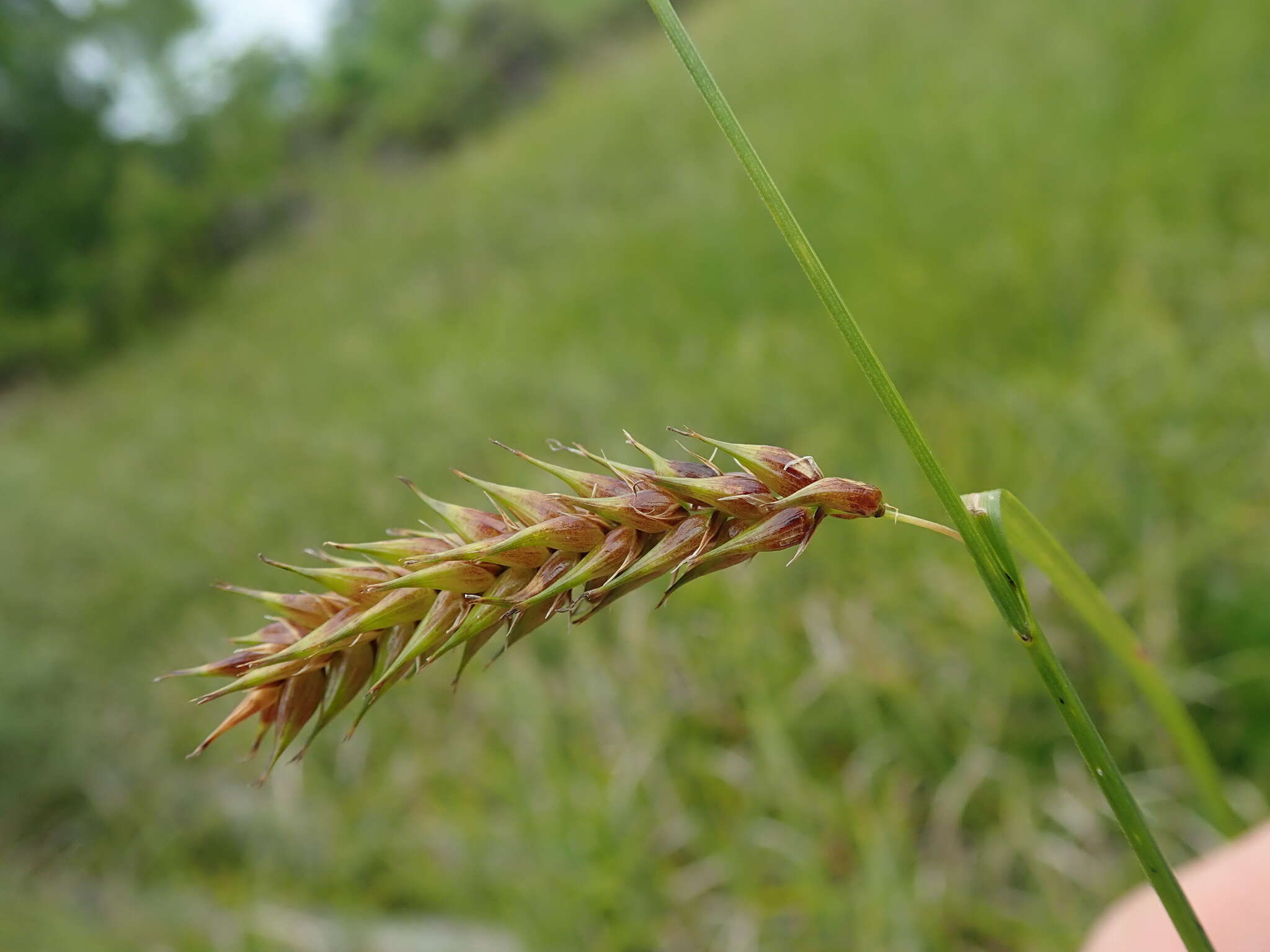 Image of birdcatching sedge