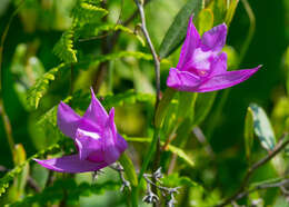 Image of tuberous grasspink