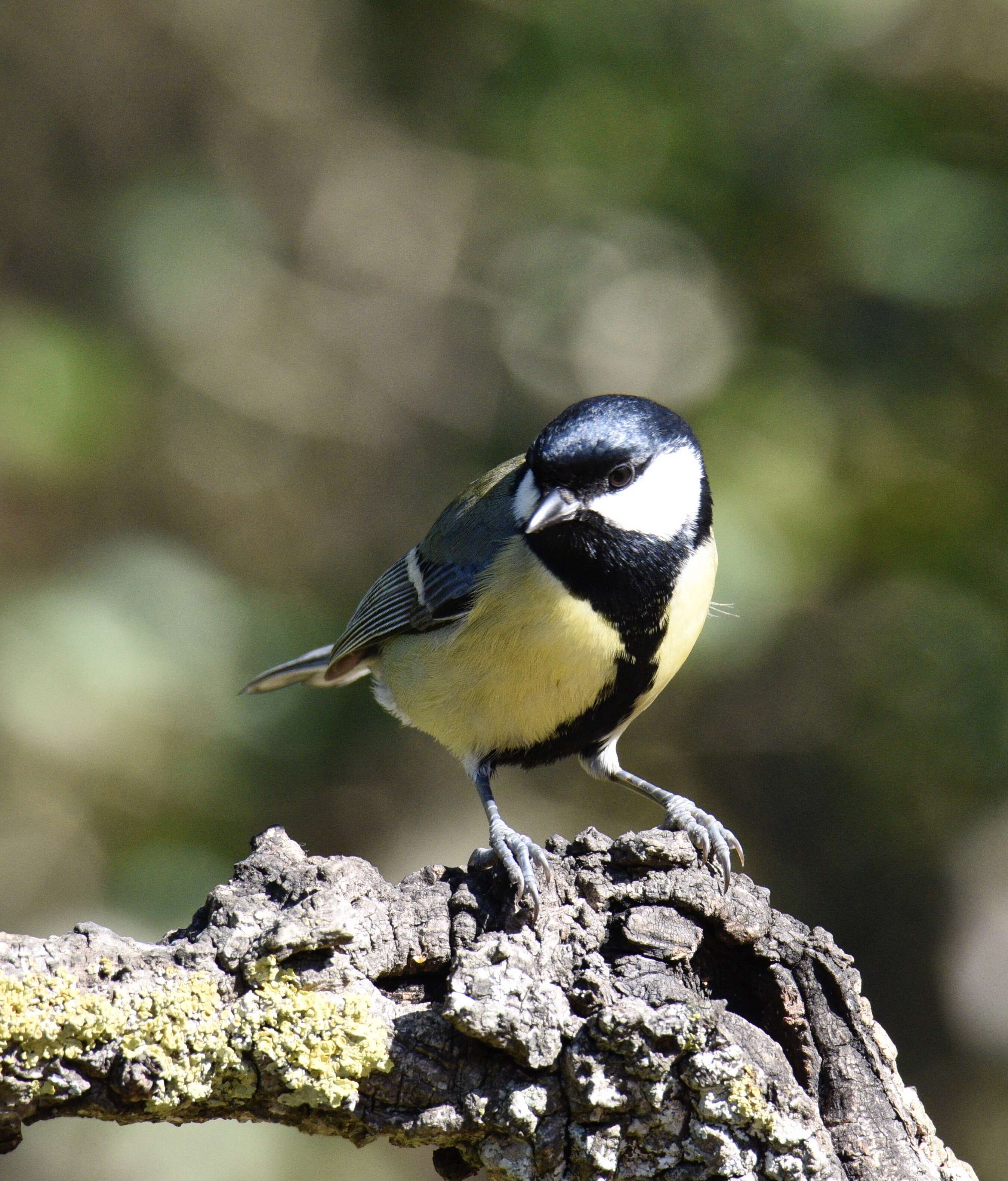 Image of Great Tit