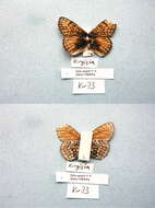 Image de Melitaea turanica Erschoff 1874