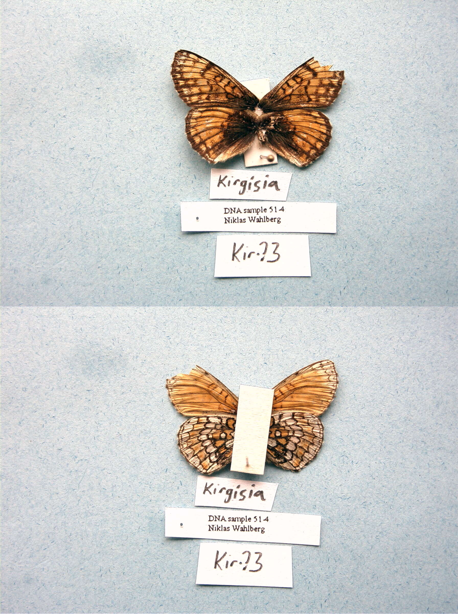 Image de Melitaea turanica Erschoff 1874