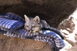 Image of Grey Foxes