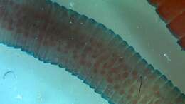 Image of Hymenolepis