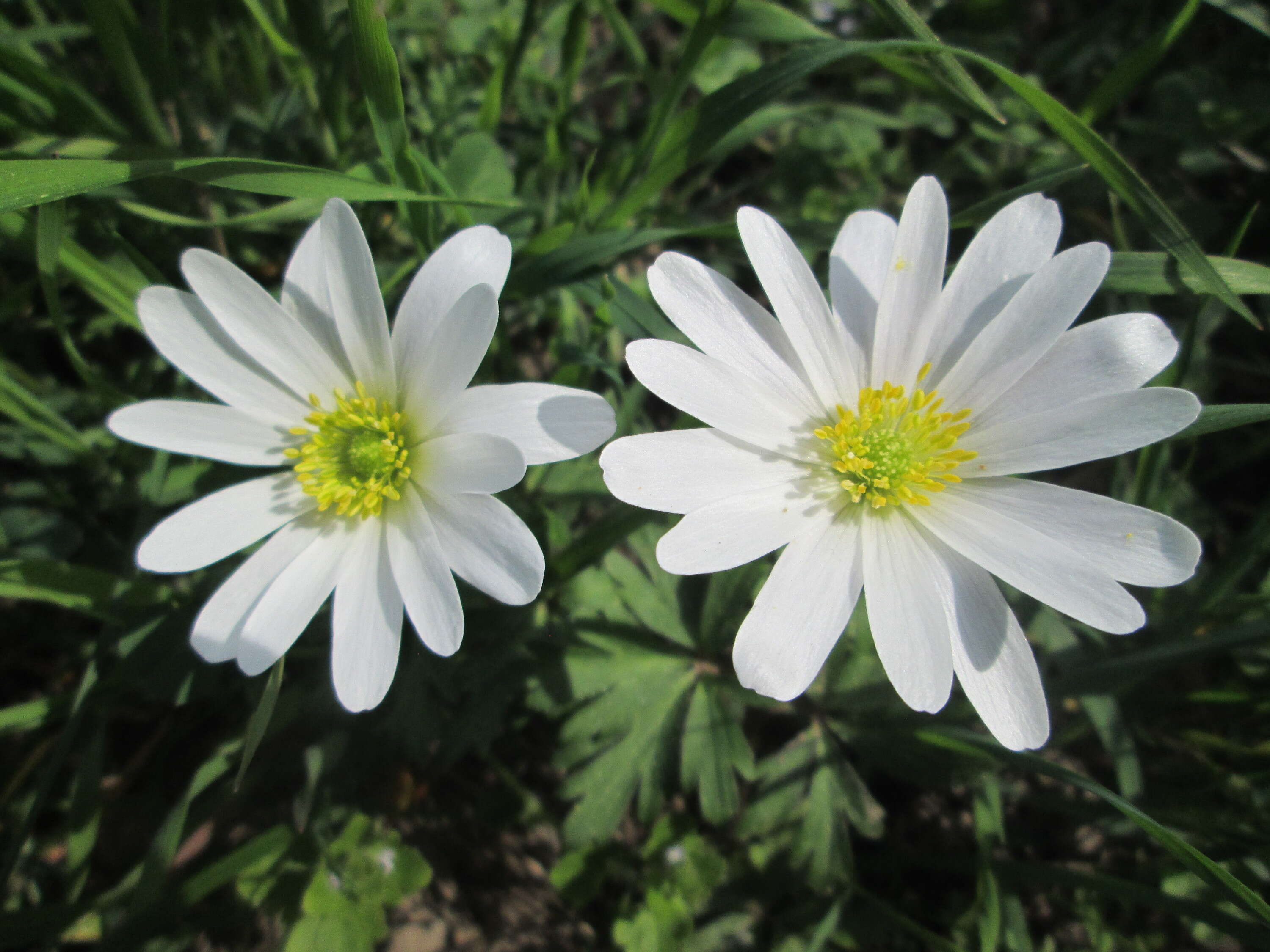 Image of blue anemone