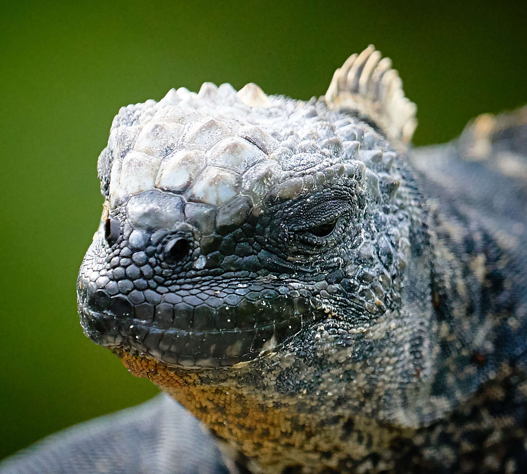 Image of marine iguana