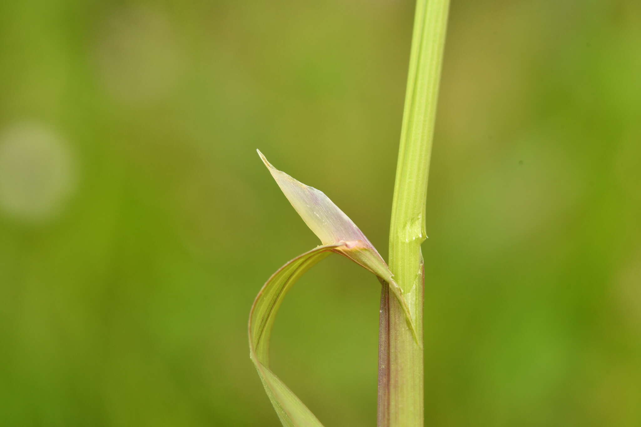 Image of rough bluegrass