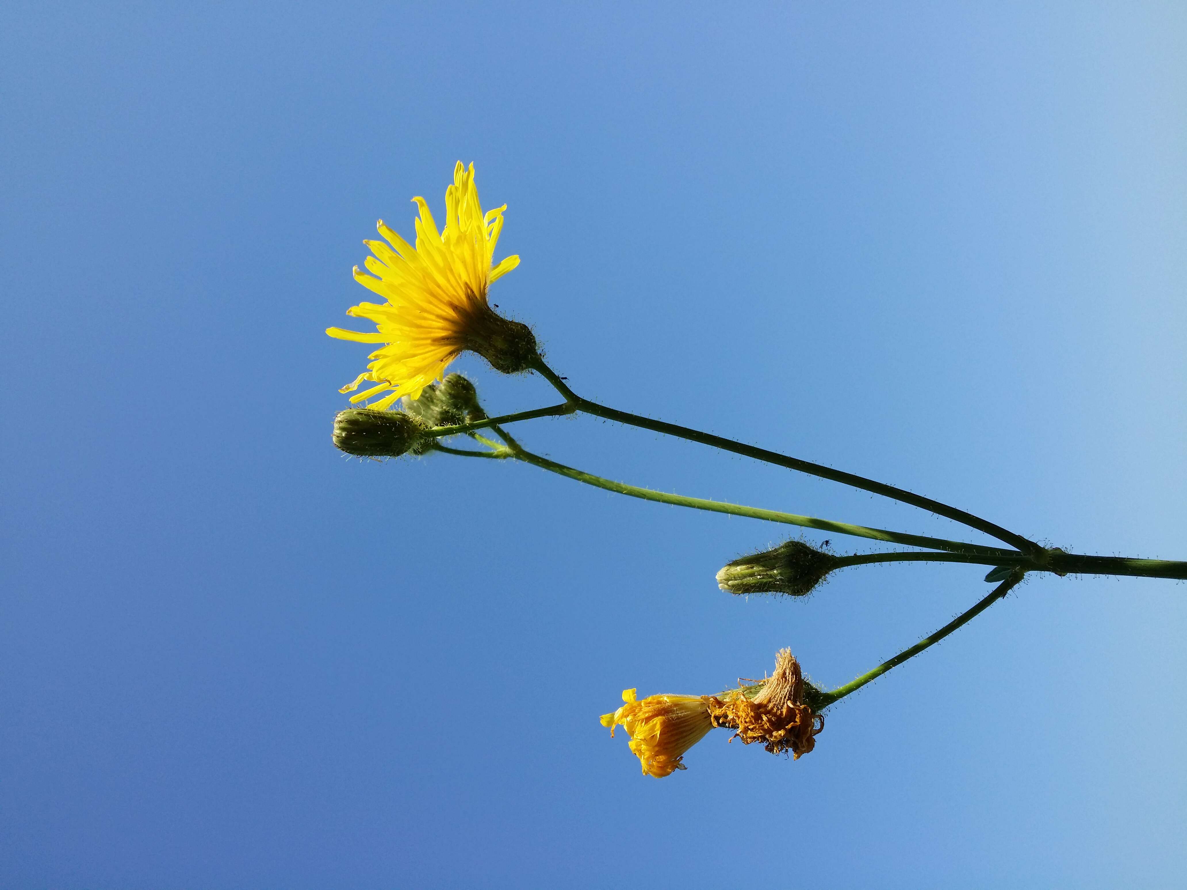 Plancia ëd Sonchus arvensis L.