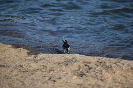 Image of White-browed Wagtail