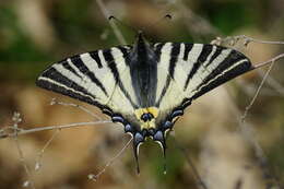 Imagem de Iphiclides