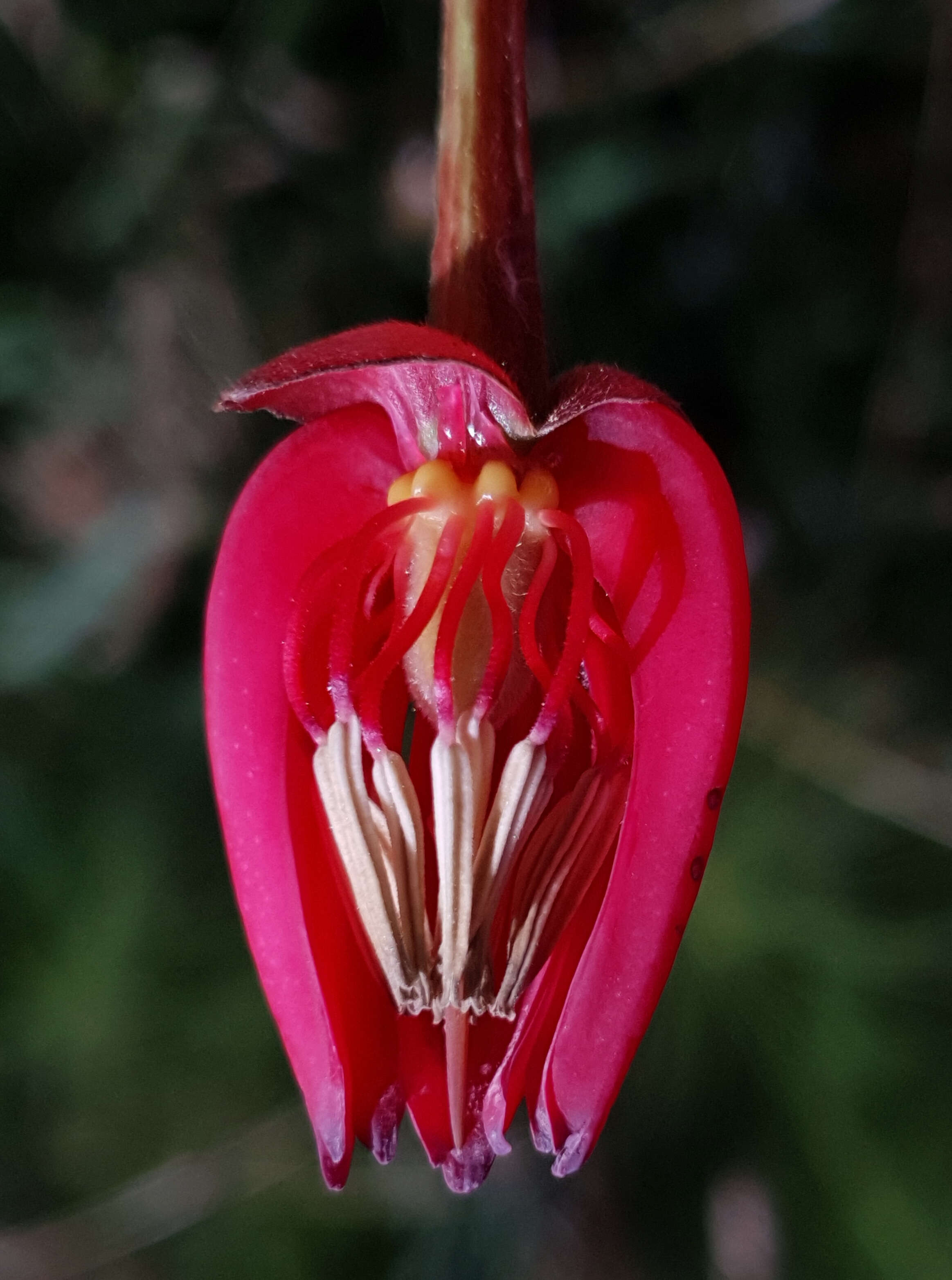 Image of Chilean Lantern Tree