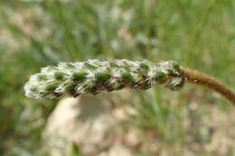 Plantago albicans L. resmi