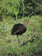 Image of limpkins