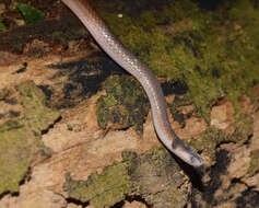 Image of Black-headed Centipede Eater