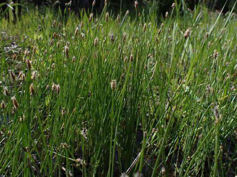 Image of Common Spike-rush