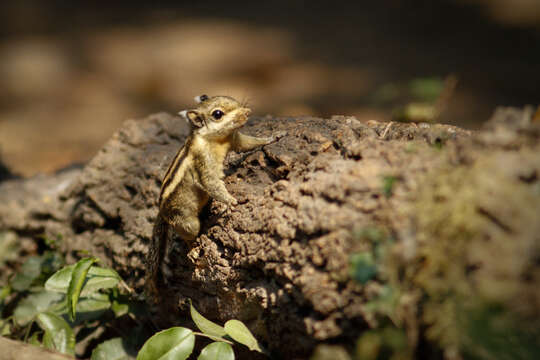 Image of Himalayan Striped Squirrel