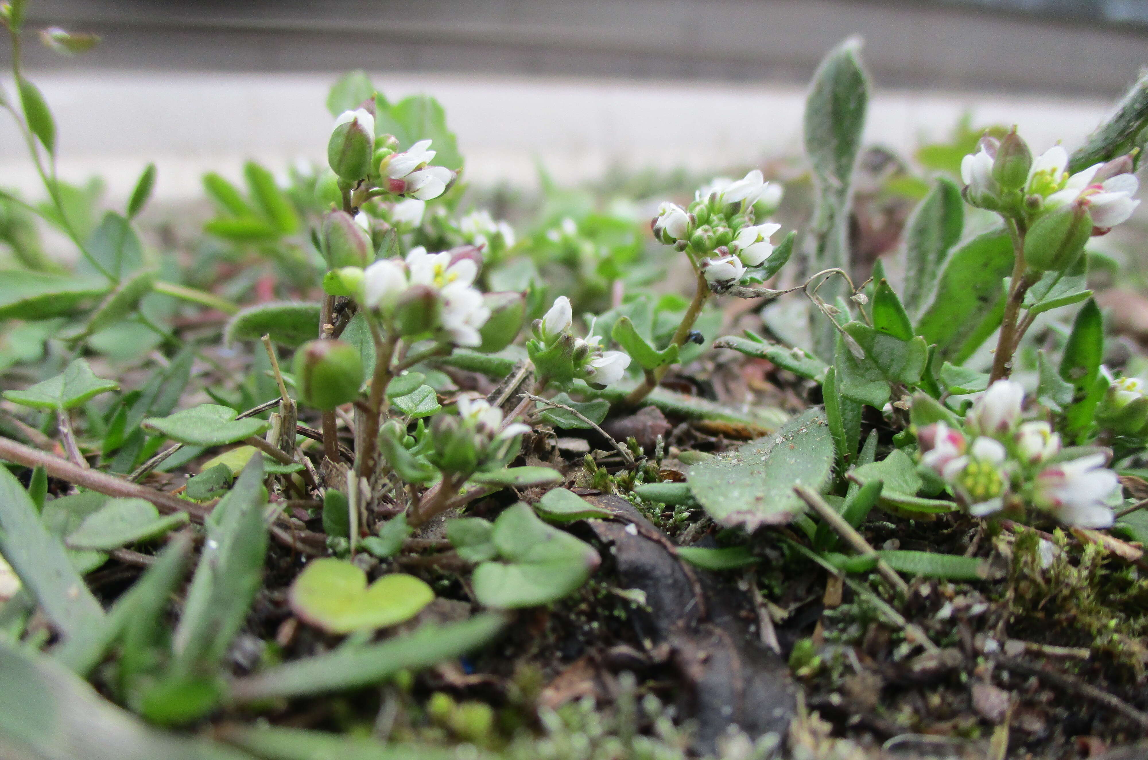 Imagem de Cochlearia danica L.