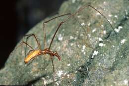 Image of Tetragnatha pallescens F. O. Pickard-Cambridge 1903