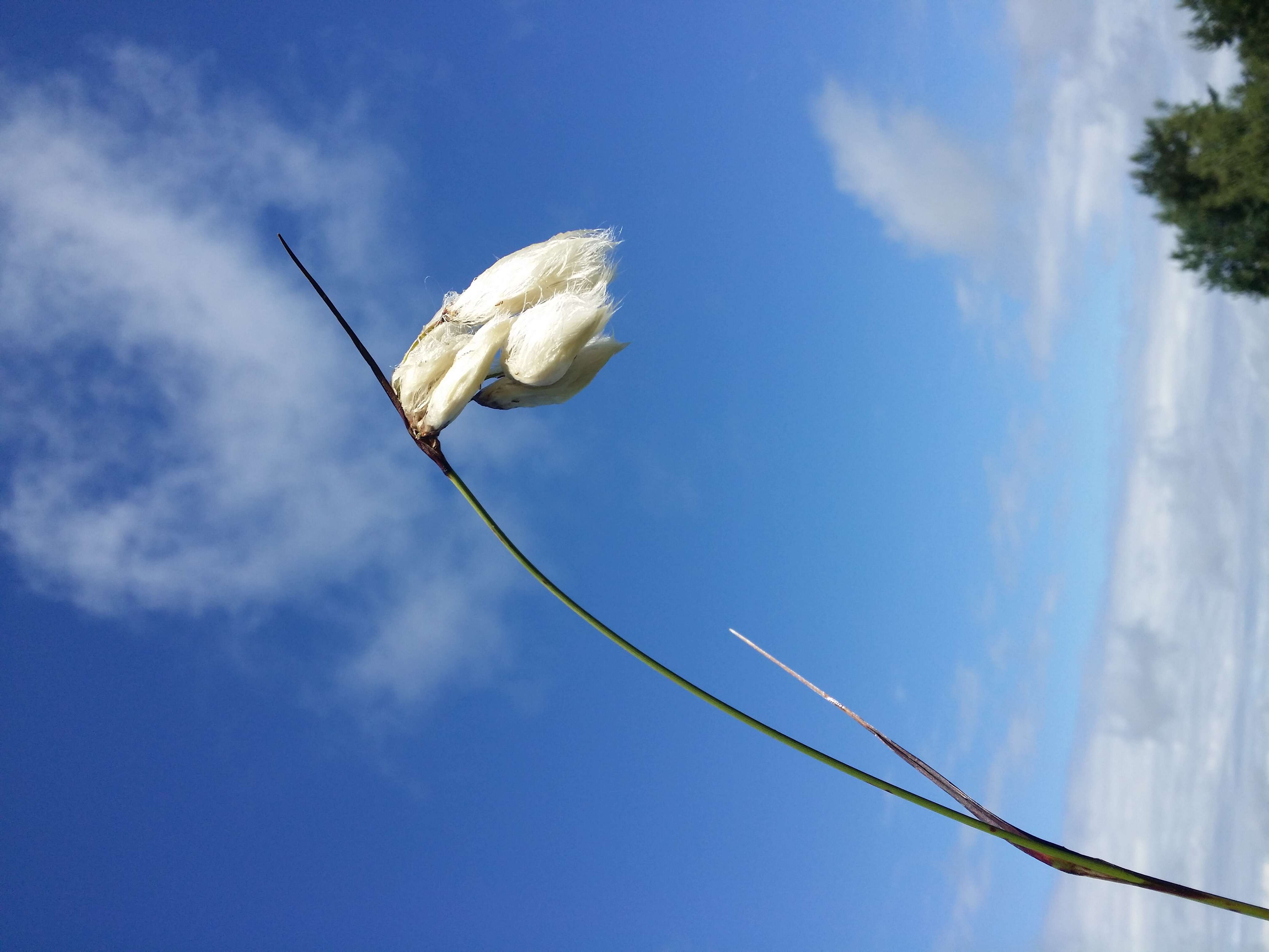 Image of common cottongrass