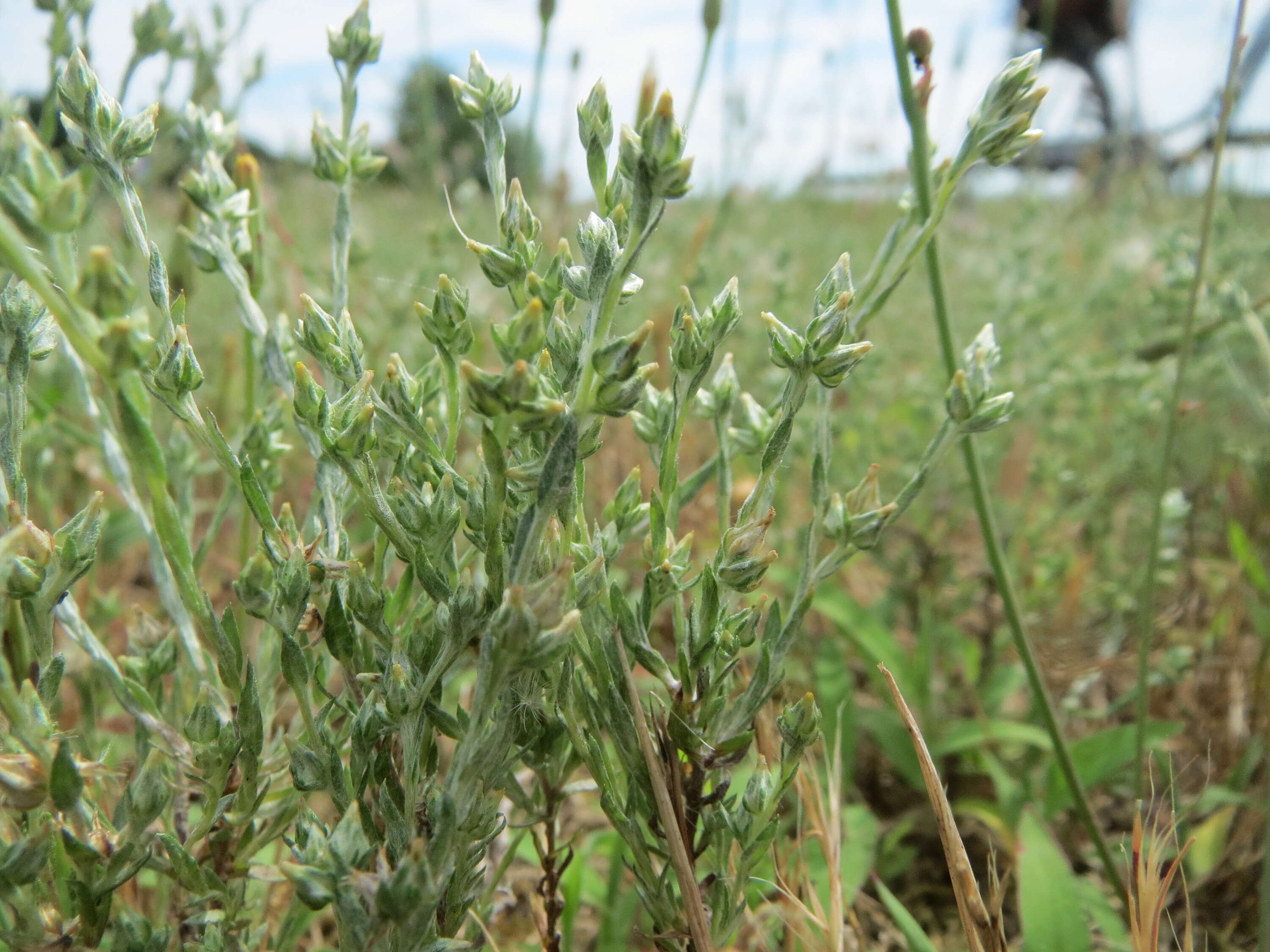 Logfia arvensis (L.) Holub resmi