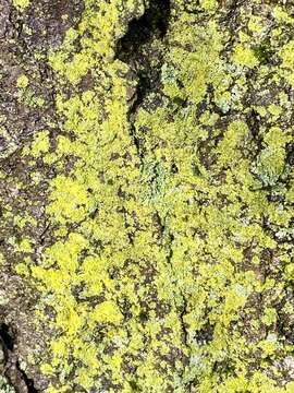 Image of lemon lichen