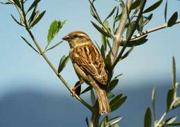 Image of Italian Sparrow