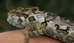 Image of Eastern Cape Dwarf Chameleon