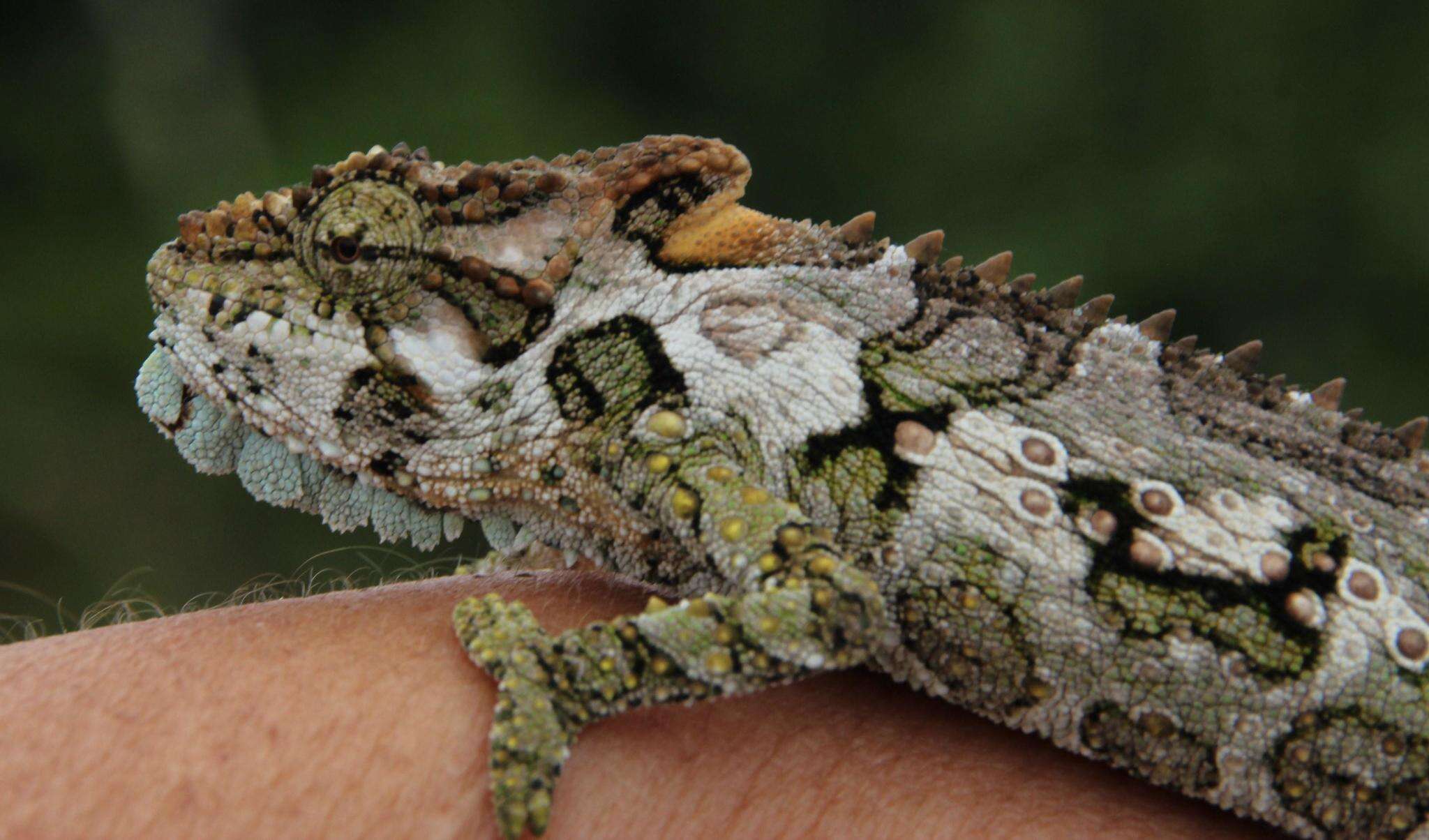 Image of Eastern Cape Dwarf Chameleon