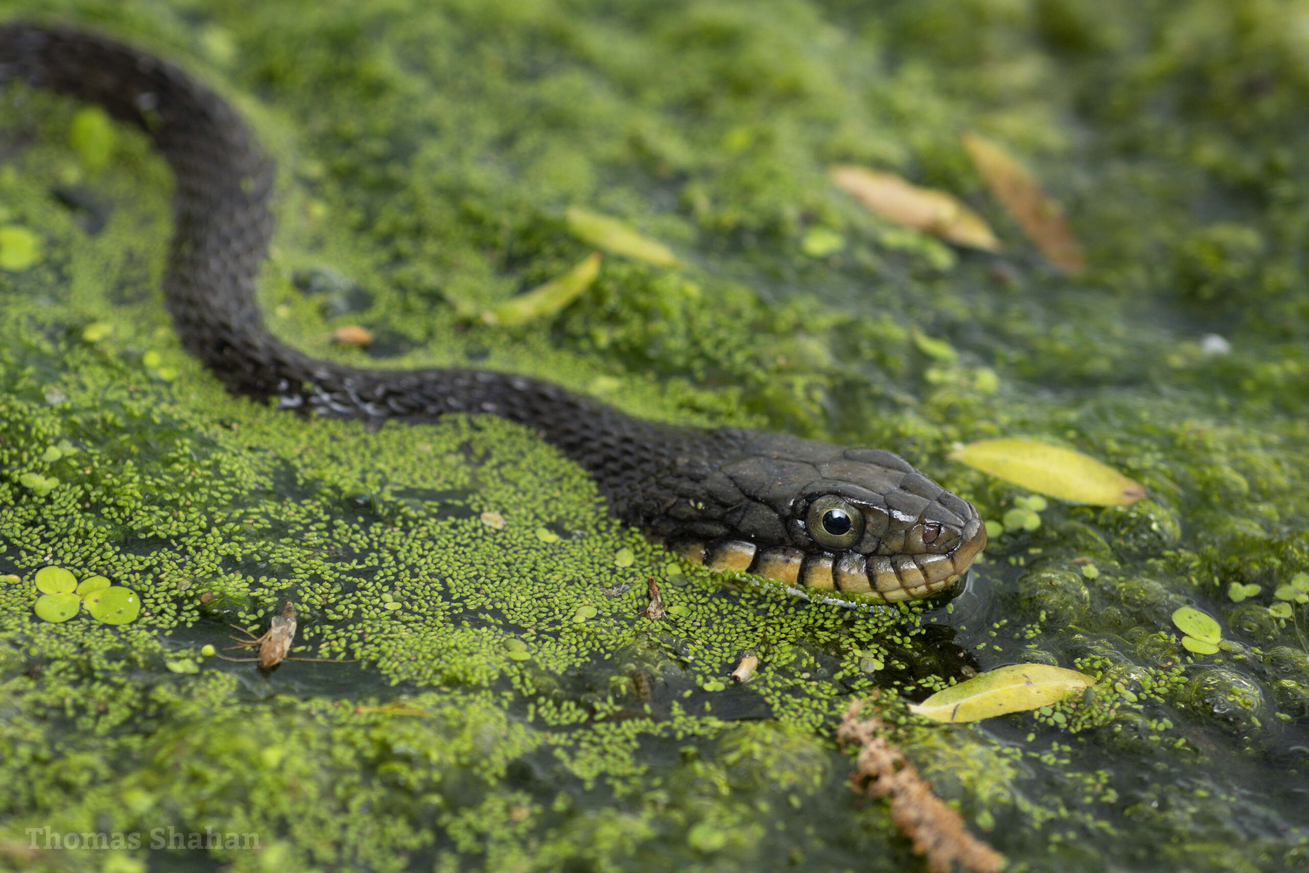 Imagem de Nerodia erythrogaster (Forster ex Bossu 1771)