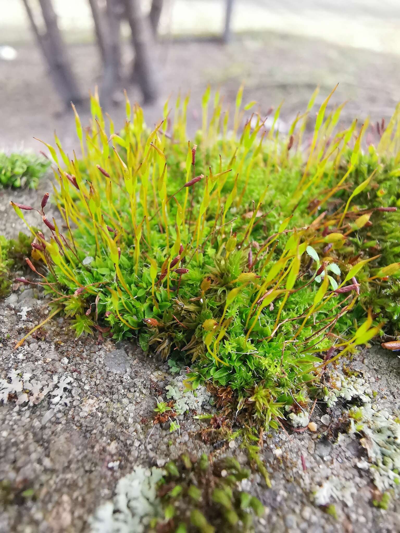 Image of tortula moss