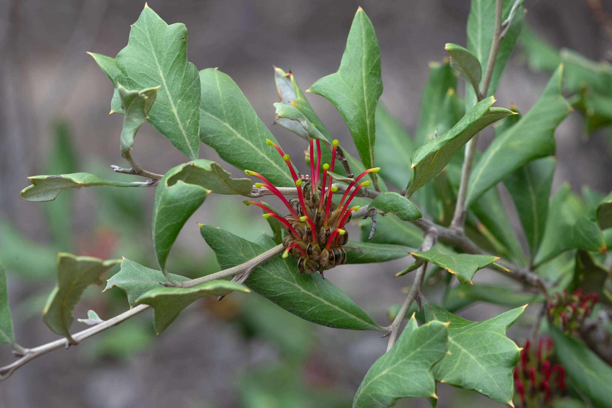 Image of Grevillea ilicifolia (R. Br.) R. Br.