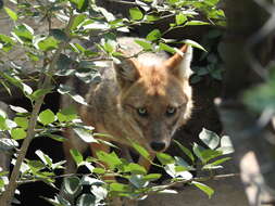 Image of Indian jackal