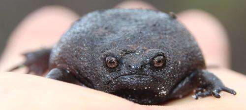 Image of Black Rain Frog