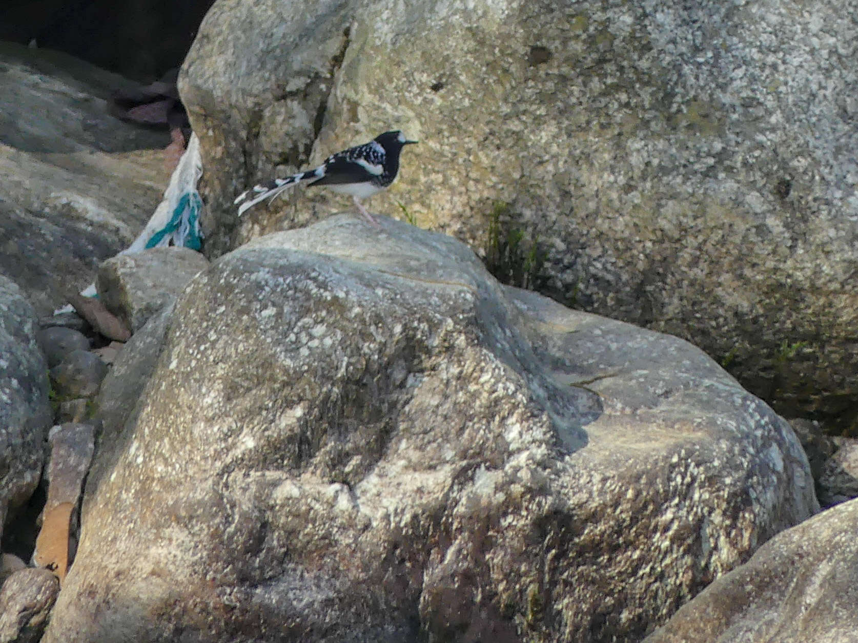 Image of Spotted Forktail