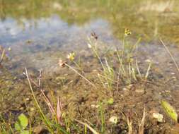 Image of dwarf rush