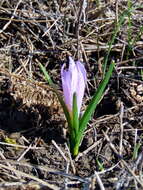 Image of Colchicum bulbocodium Ker Gawl.