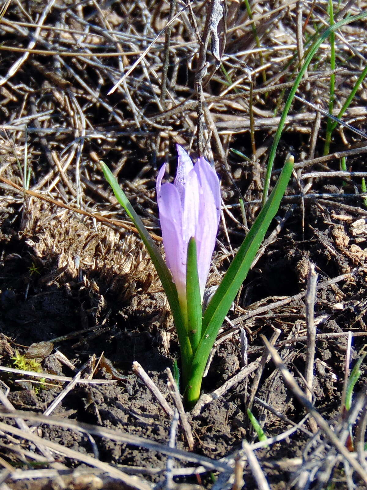 Image of Colchicum bulbocodium Ker Gawl.