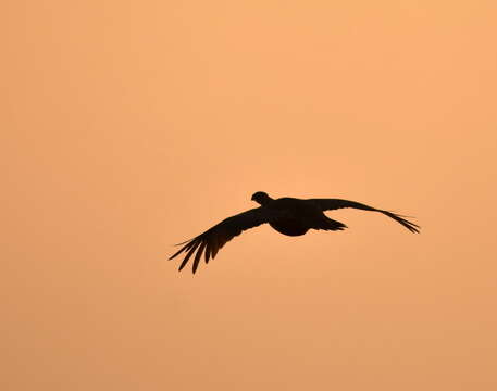 Image of Gunnison sage-grouse; greater sage-grouse