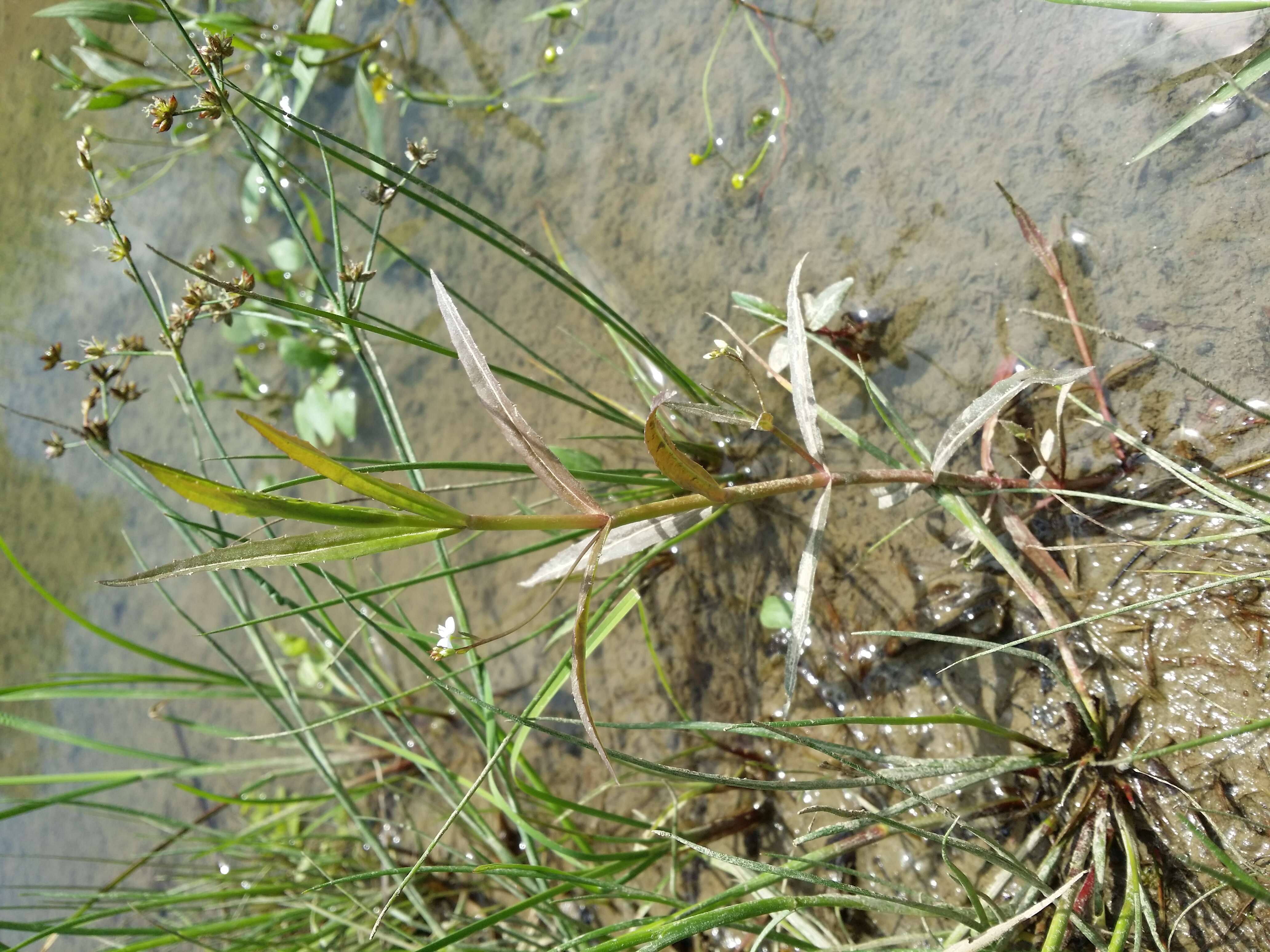 Image of Marsh Speedwell