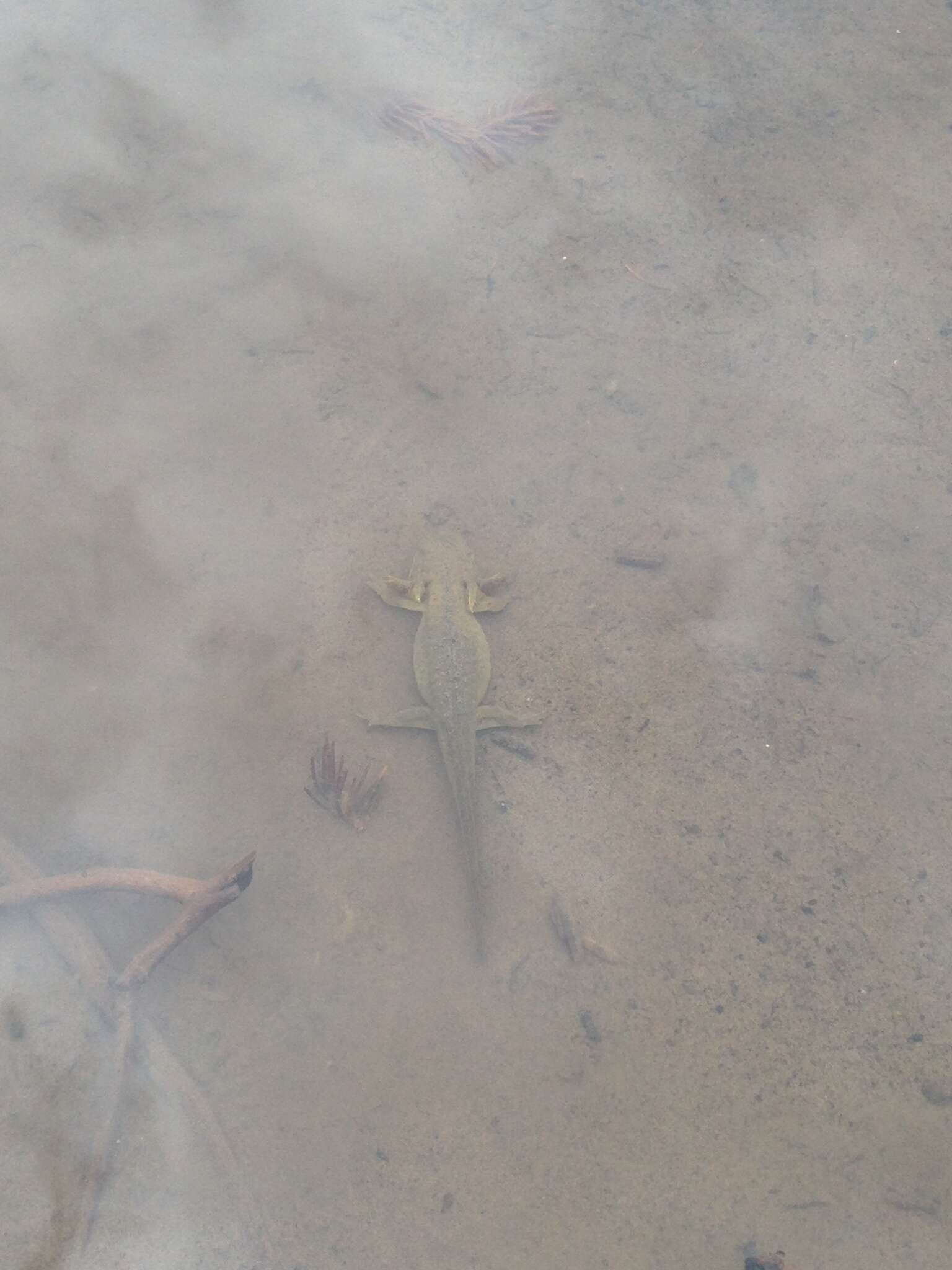 Image of Barred Tiger Salamander