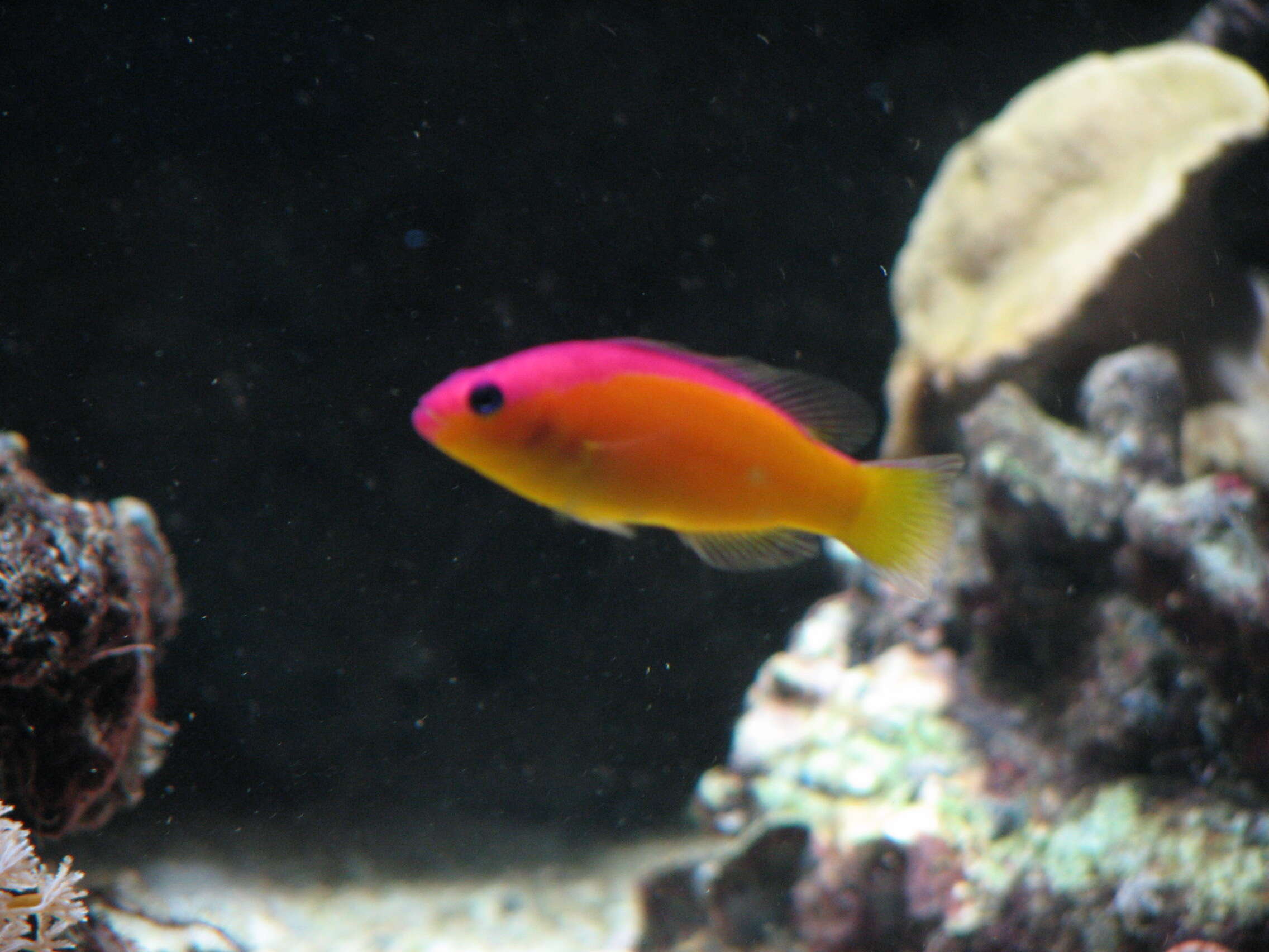 Image de Pictichromis diadema (Lubbock & Randall 1978)