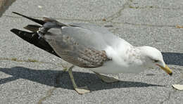 Image of California Gull