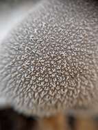 Imagem de Lycoperdon molle Pers. 1801